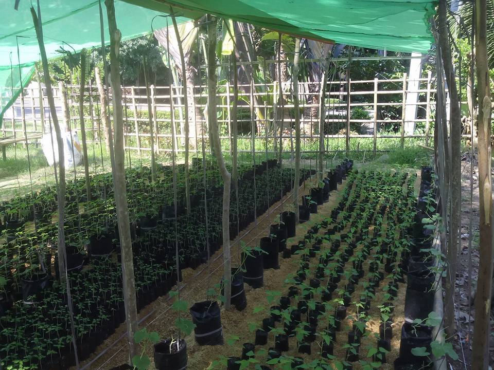 Anthony Abena’s papaya nursery