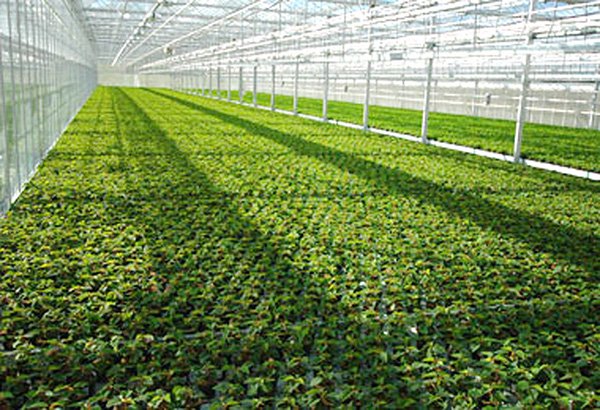 Israeli-greenhouse
