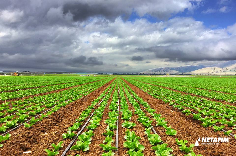 Drip Irrigation Firm Netafim Distributes Solutions Locally Through